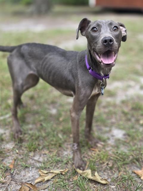 GIGI, Adoptable, Young Female Mixed Breed.