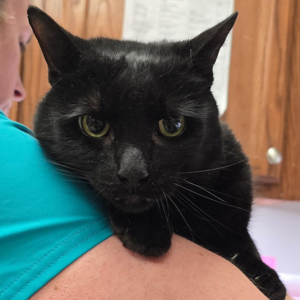 Enlarge Oliver - 121902T, a Adoptable Domestic Short Hair in Tupelo, MS image 1/1