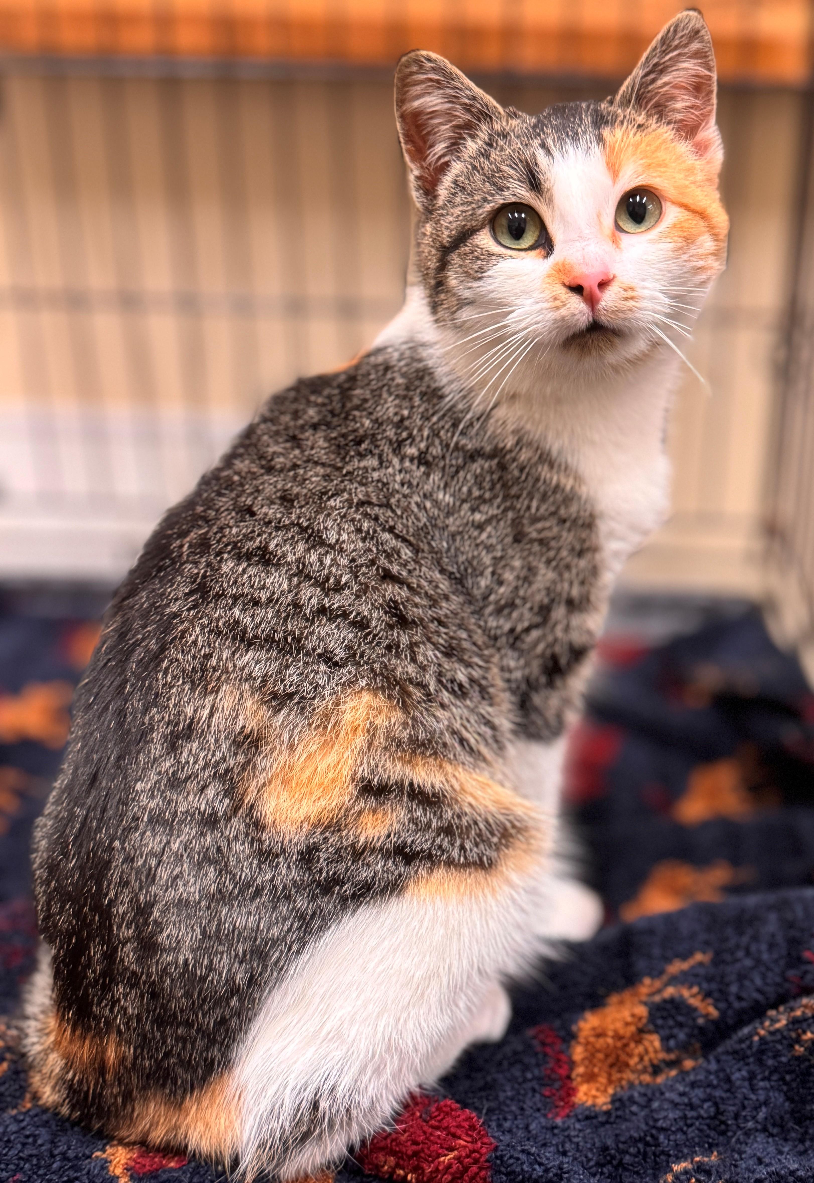 Enlarge Elodie, an adopted Domestic Short Hair in Hackensack, MN image 1/2