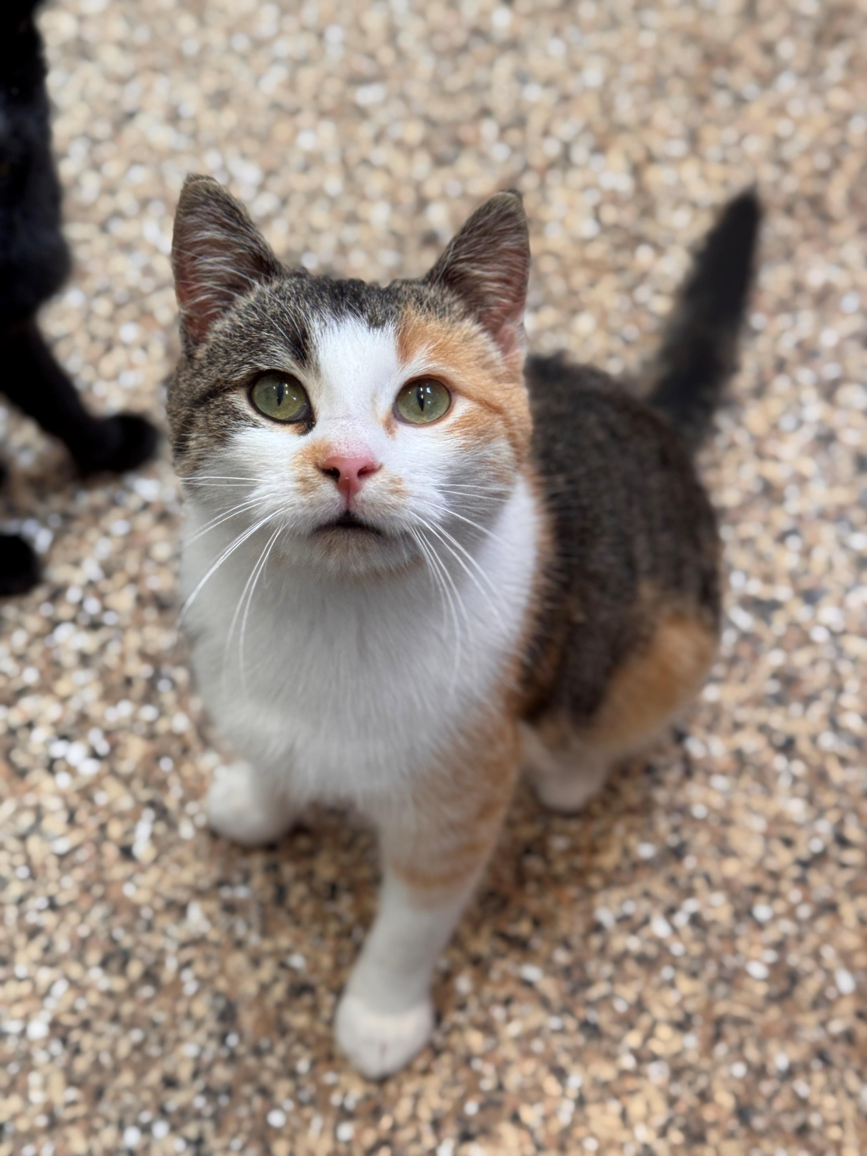 Enlarge Elodie, an adopted Domestic Short Hair in Hackensack, MN image 2/2