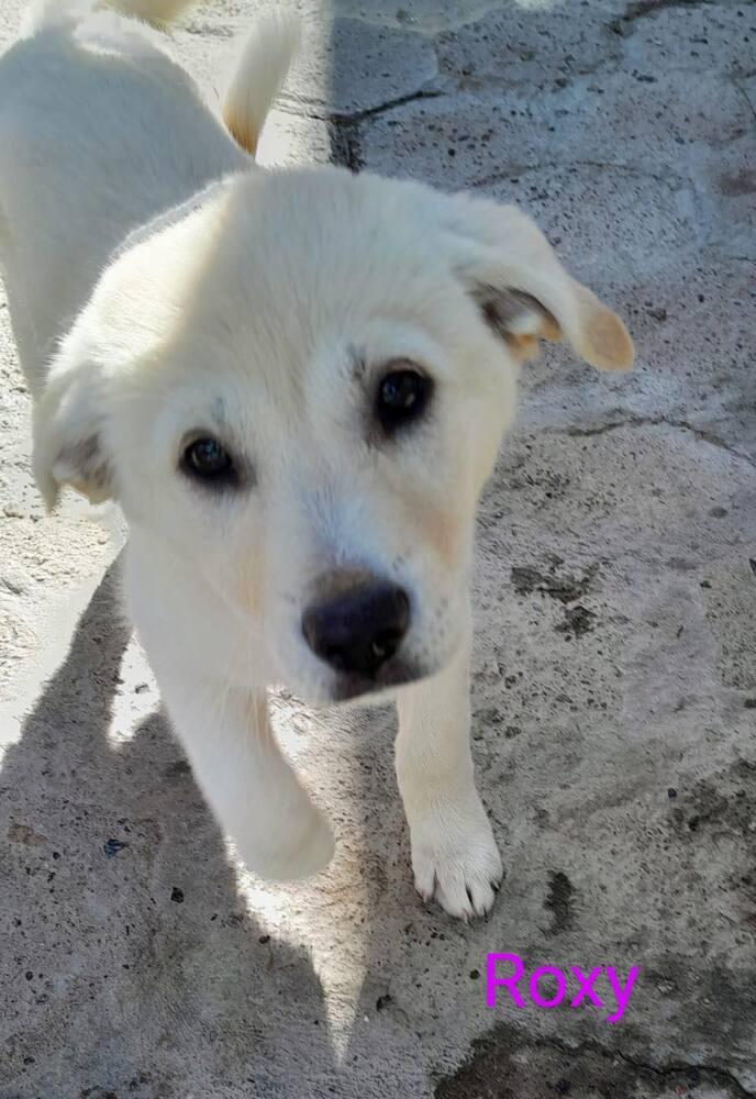 Roxy, Adopted, Puppy Female Labrador Retriever & German Shepherd Dog.