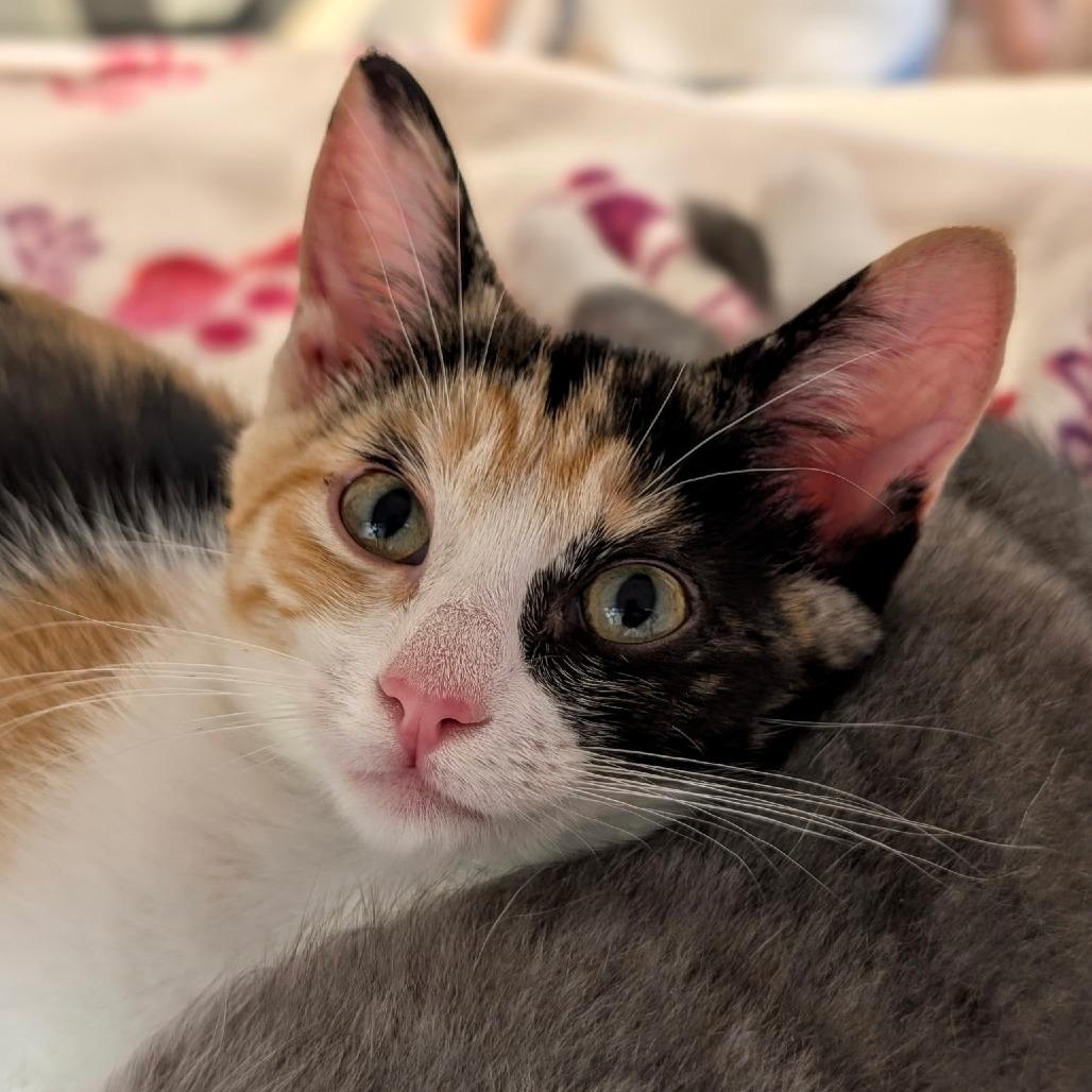 Kara, Adoptable, Kitten Female Domestic Short Hair.