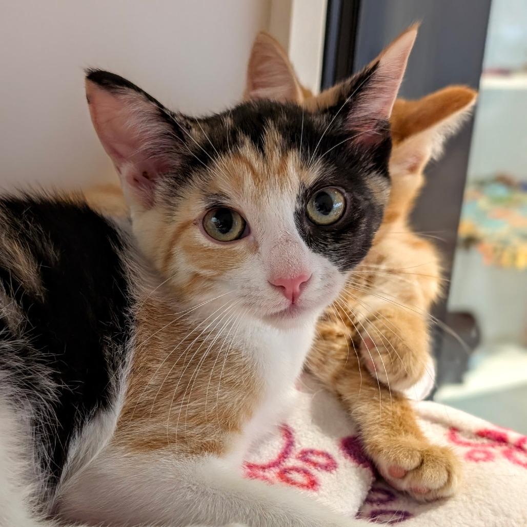 Kara, a Adoptable Domestic Short Hair in Pleasanton, CA image 2/5