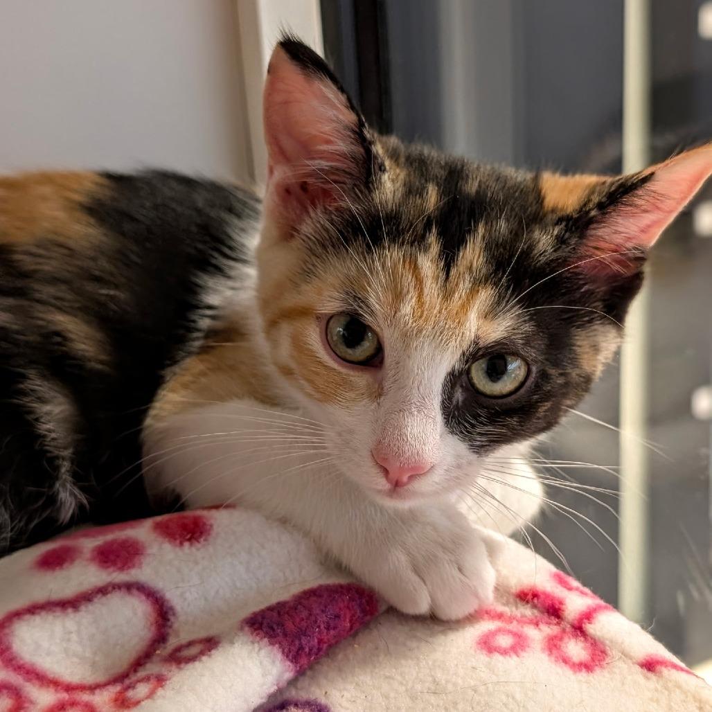 Kara, a Adoptable Domestic Short Hair in Pleasanton, CA image 4/5