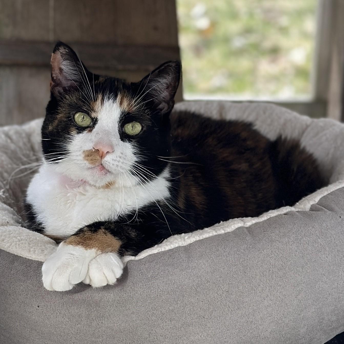 Enlarge Luella, a ADOPTABLE Domestic Short Hair in Victor, NY image 6/6