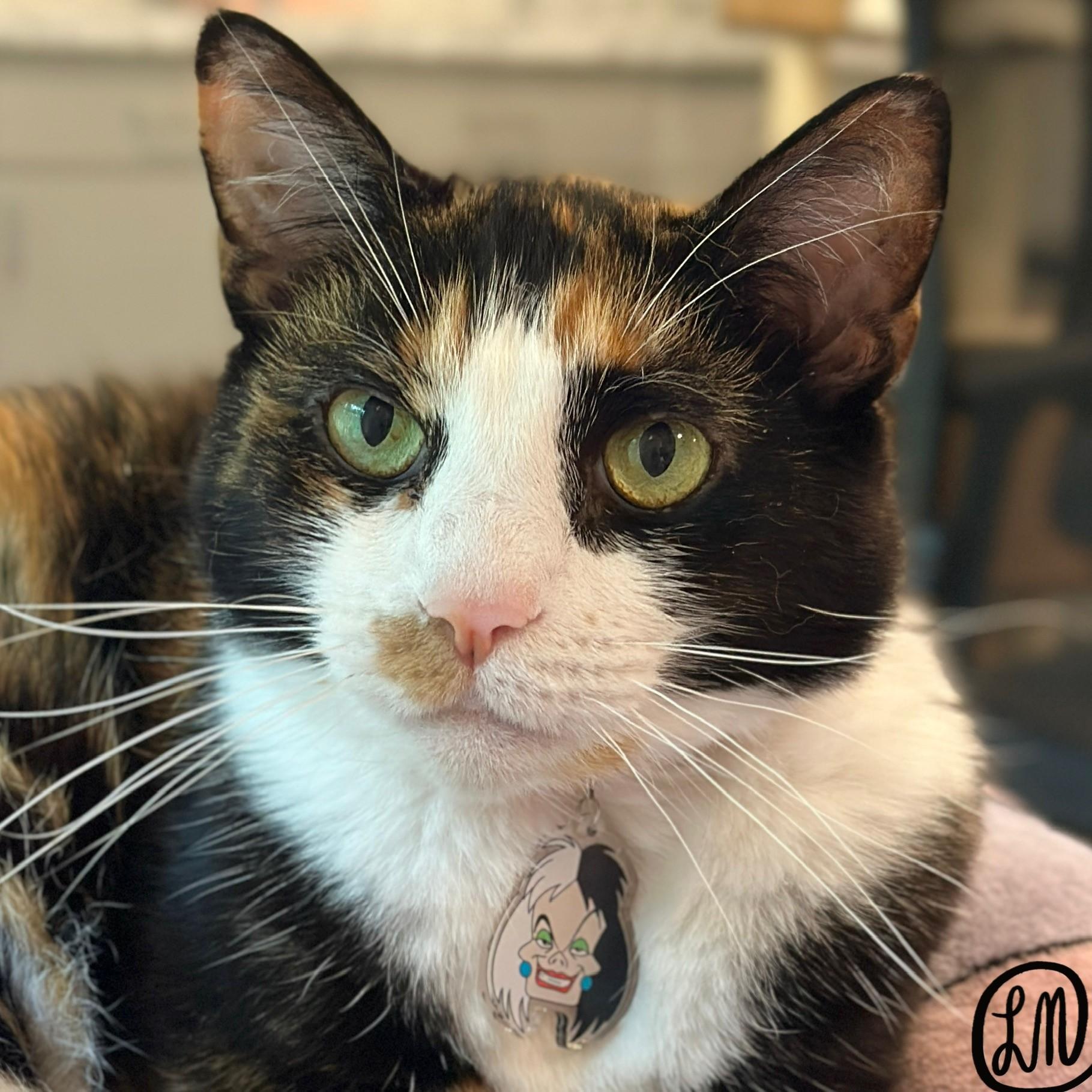 Luella, ADOPTABLE, Senior Female Domestic Short Hair.