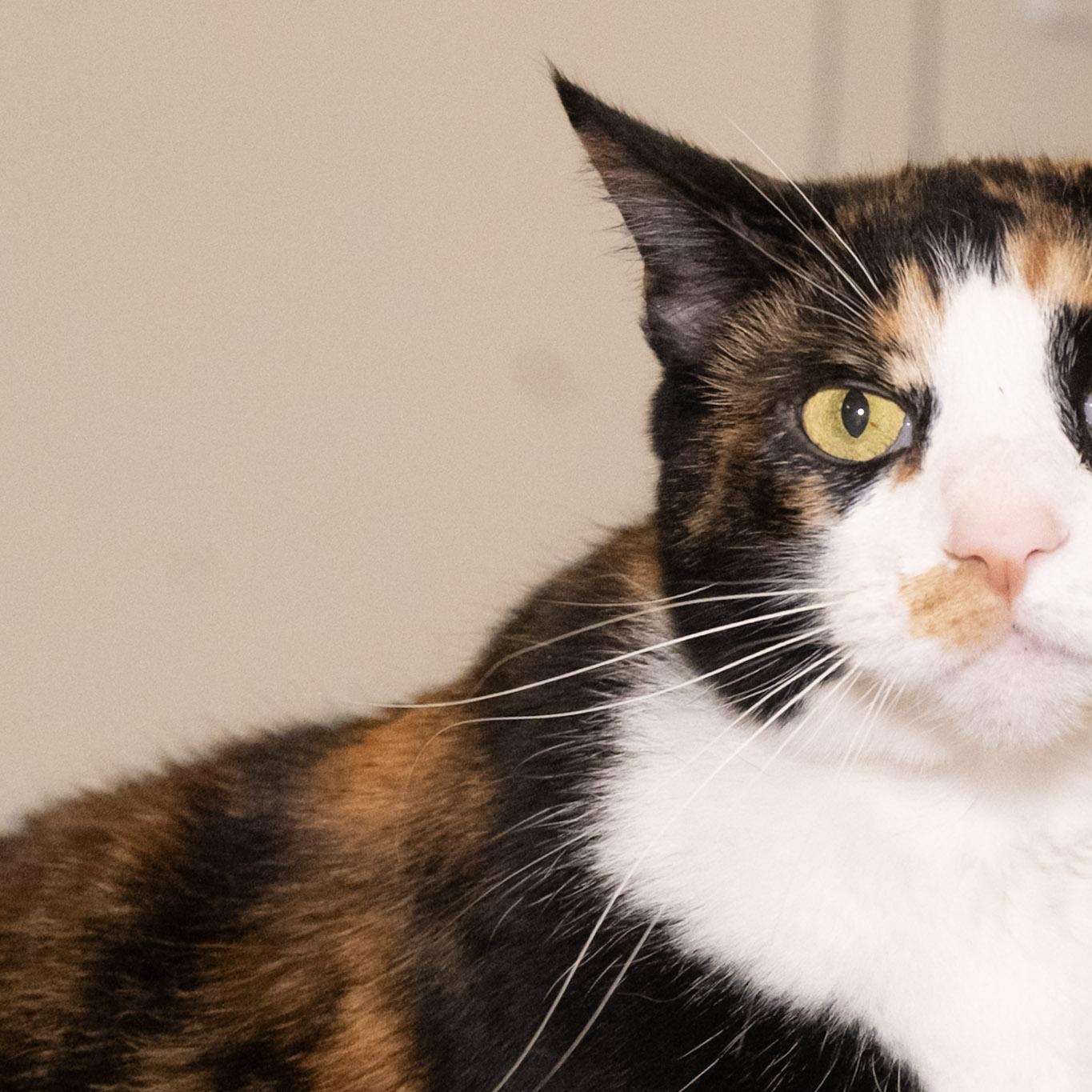 Enlarge Luella, a Adoptable Domestic Short Hair in Victor, NY image 2/6