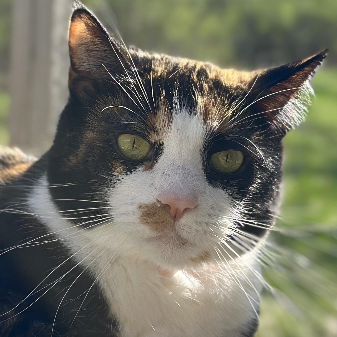 Enlarge Luella, a ADOPTABLE Domestic Short Hair in Victor, NY image 2/6