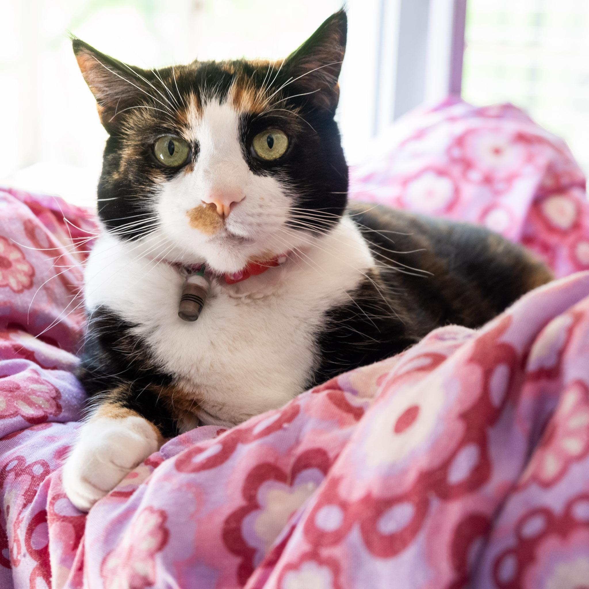 Enlarge Luella, a Adoptable Domestic Short Hair in Victor, NY image 6/6