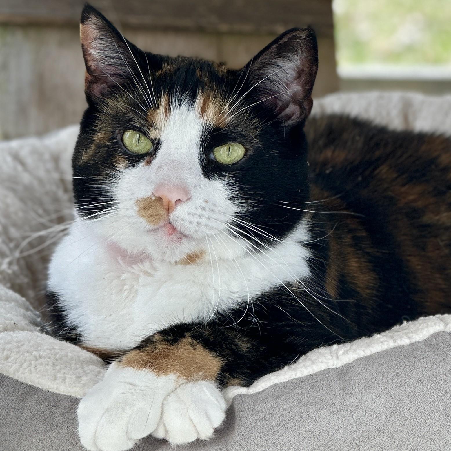 Enlarge Luella, a ADOPTABLE Domestic Short Hair in Victor, NY image 1/6