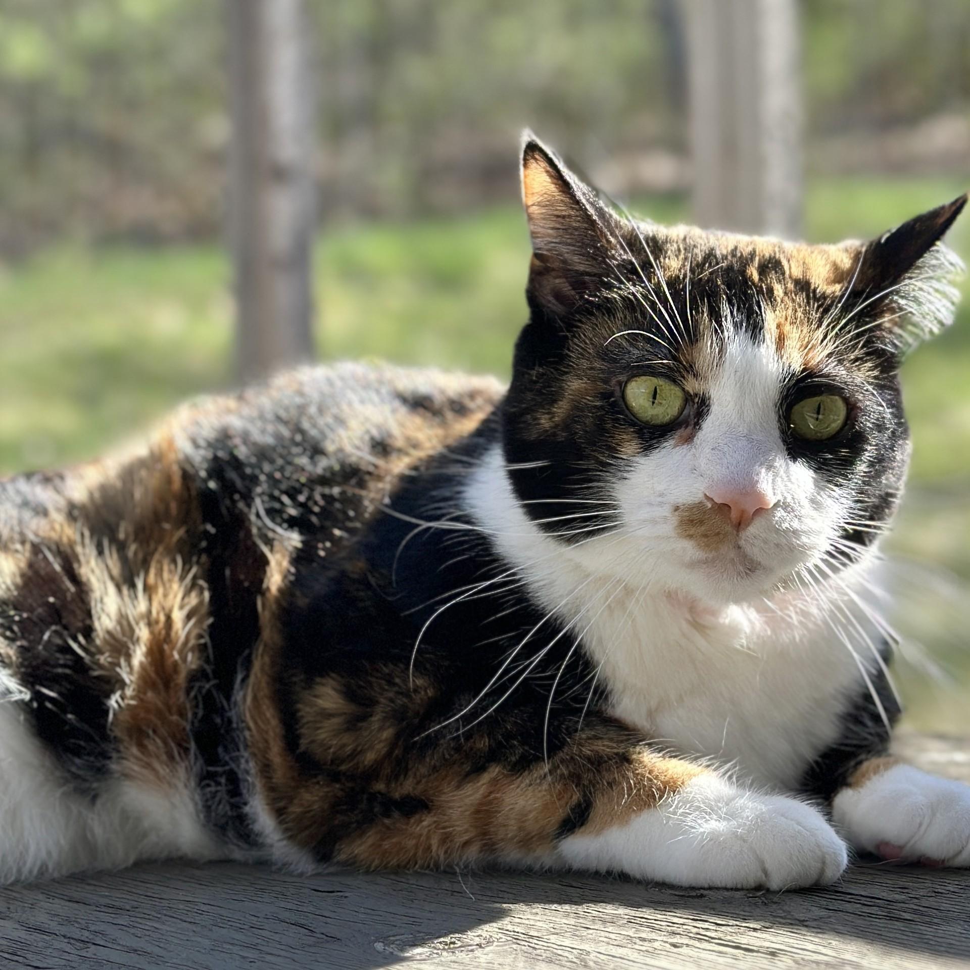 Enlarge Luella, a ADOPTABLE Domestic Short Hair in Victor, NY image 3/6