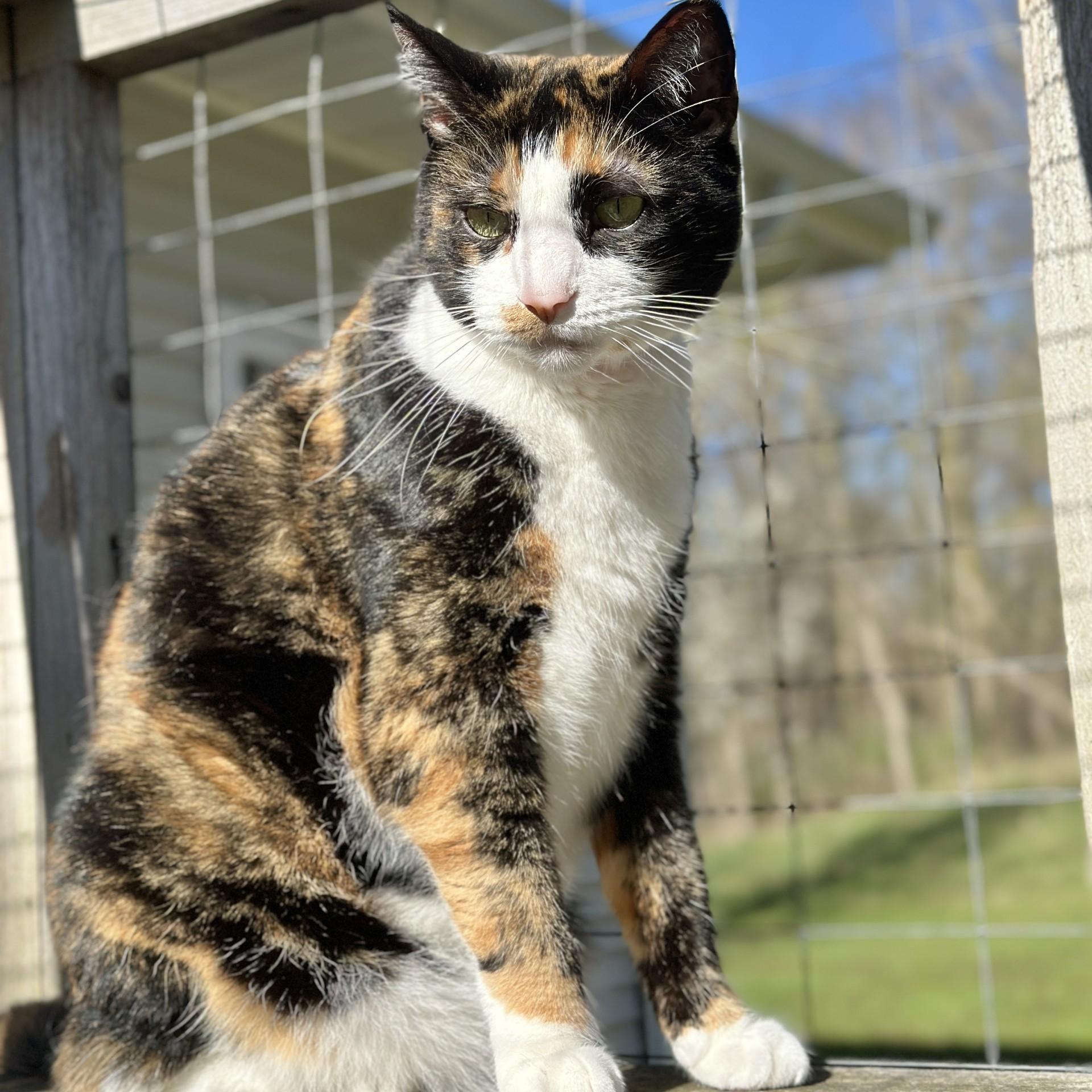 Enlarge Luella, a ADOPTABLE Domestic Short Hair in Victor, NY image 5/6