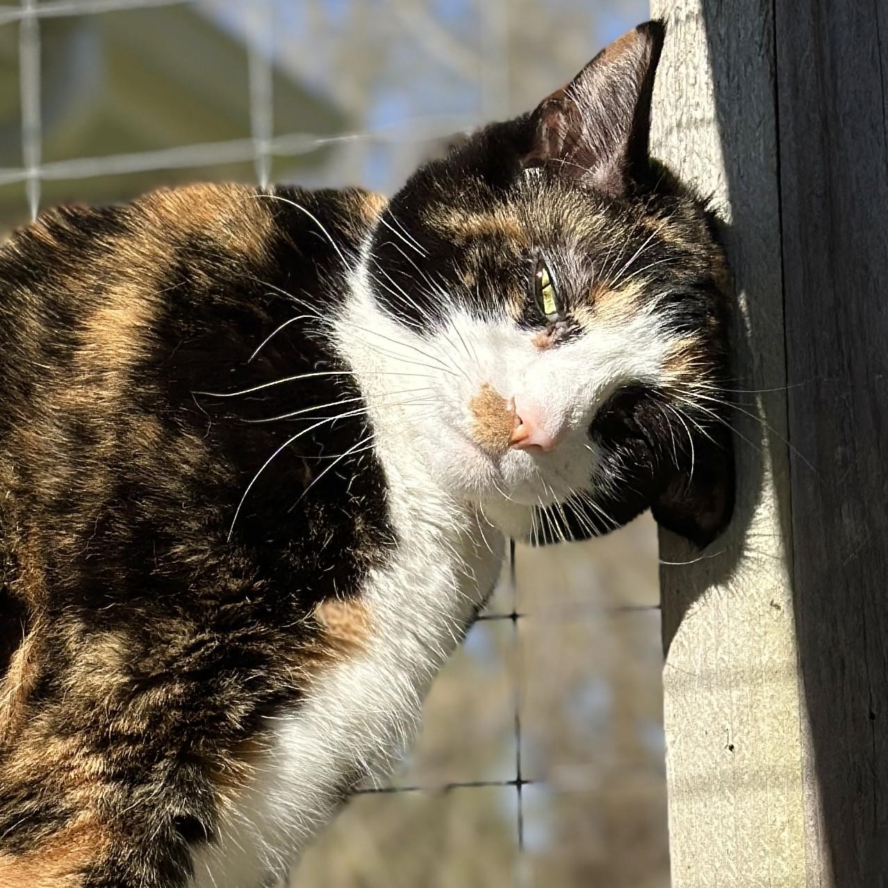 Enlarge Luella, a ADOPTABLE Domestic Short Hair in Victor, NY image 4/6