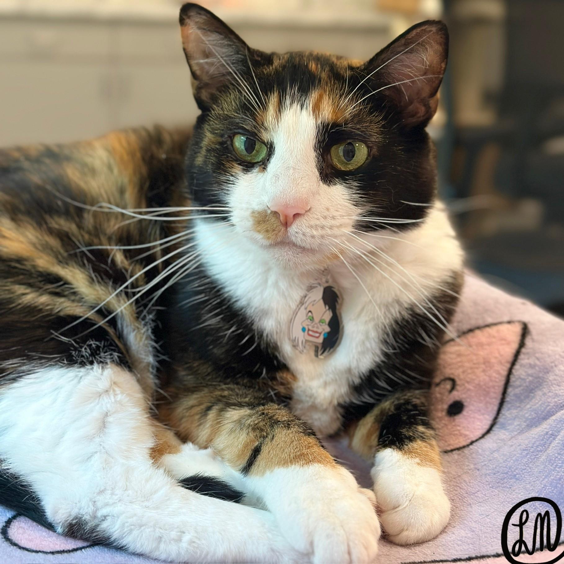 Enlarge Luella, a ADOPTABLE Domestic Short Hair in Victor, NY image 6/6