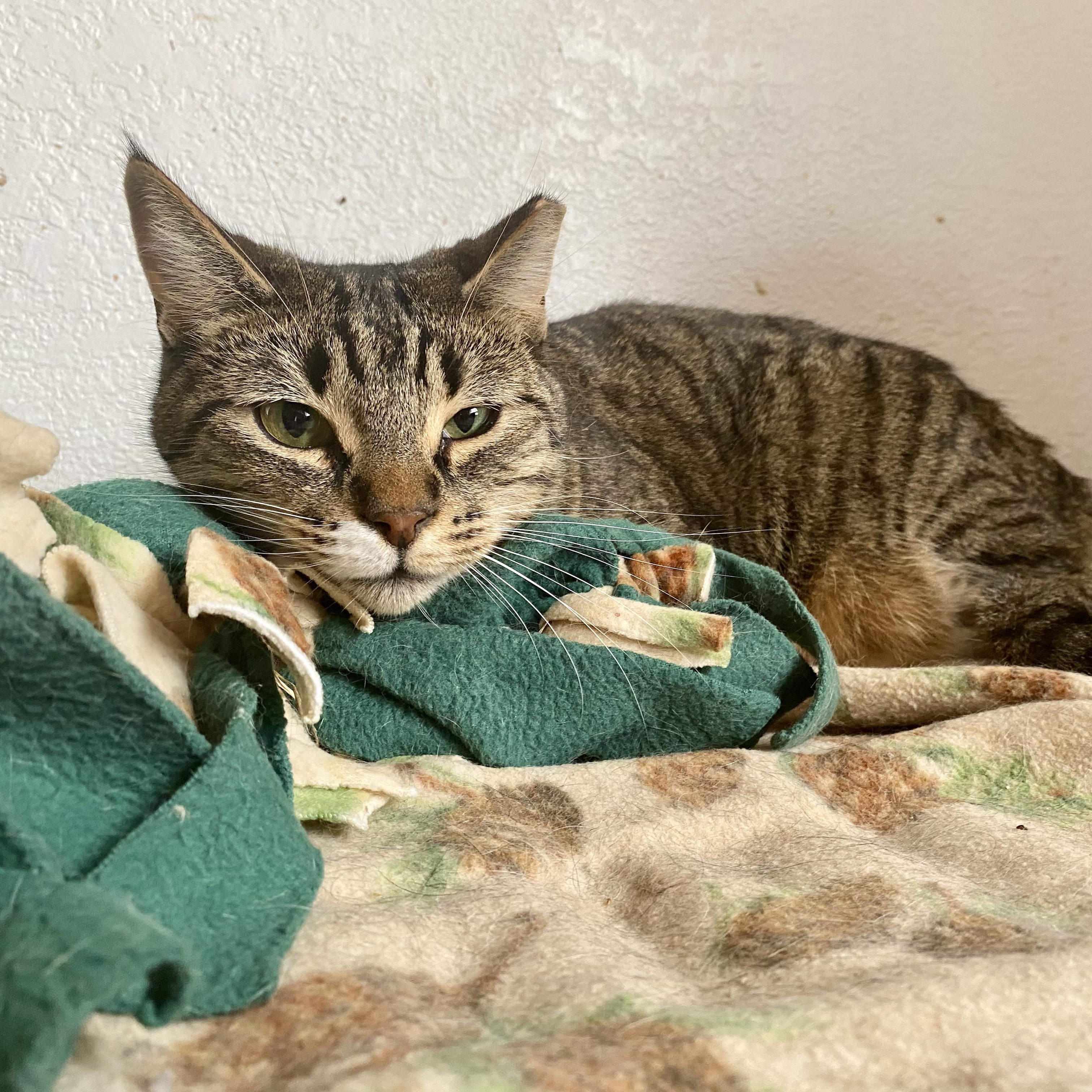 Tigger, a Adoptable Tabby in Las Cruces, NM image 4/4