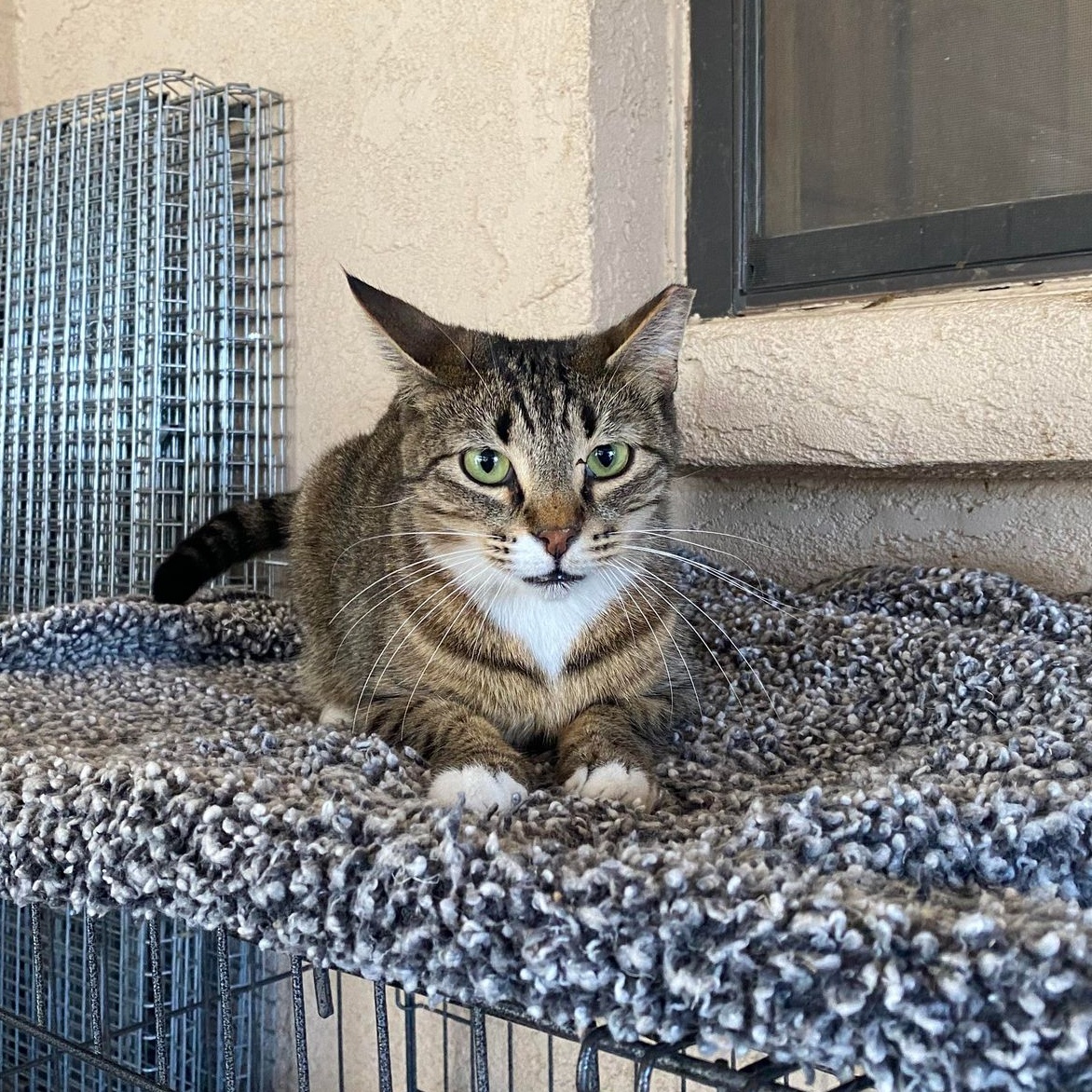 Tigger, a Adoptable Tabby in Las Cruces, NM image 1/4