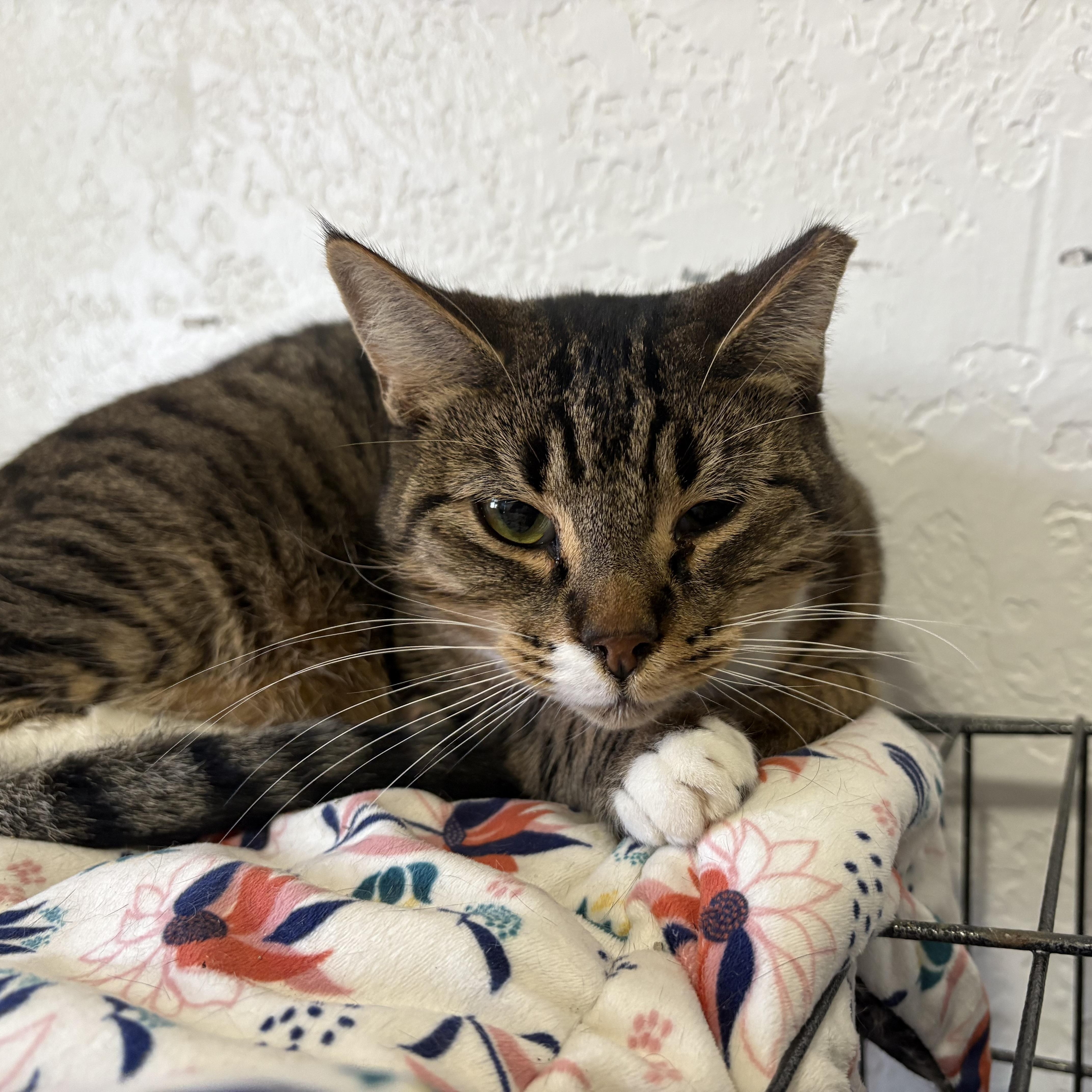 Tigger, a Adoptable Tabby in Las Cruces, NM image 2/4