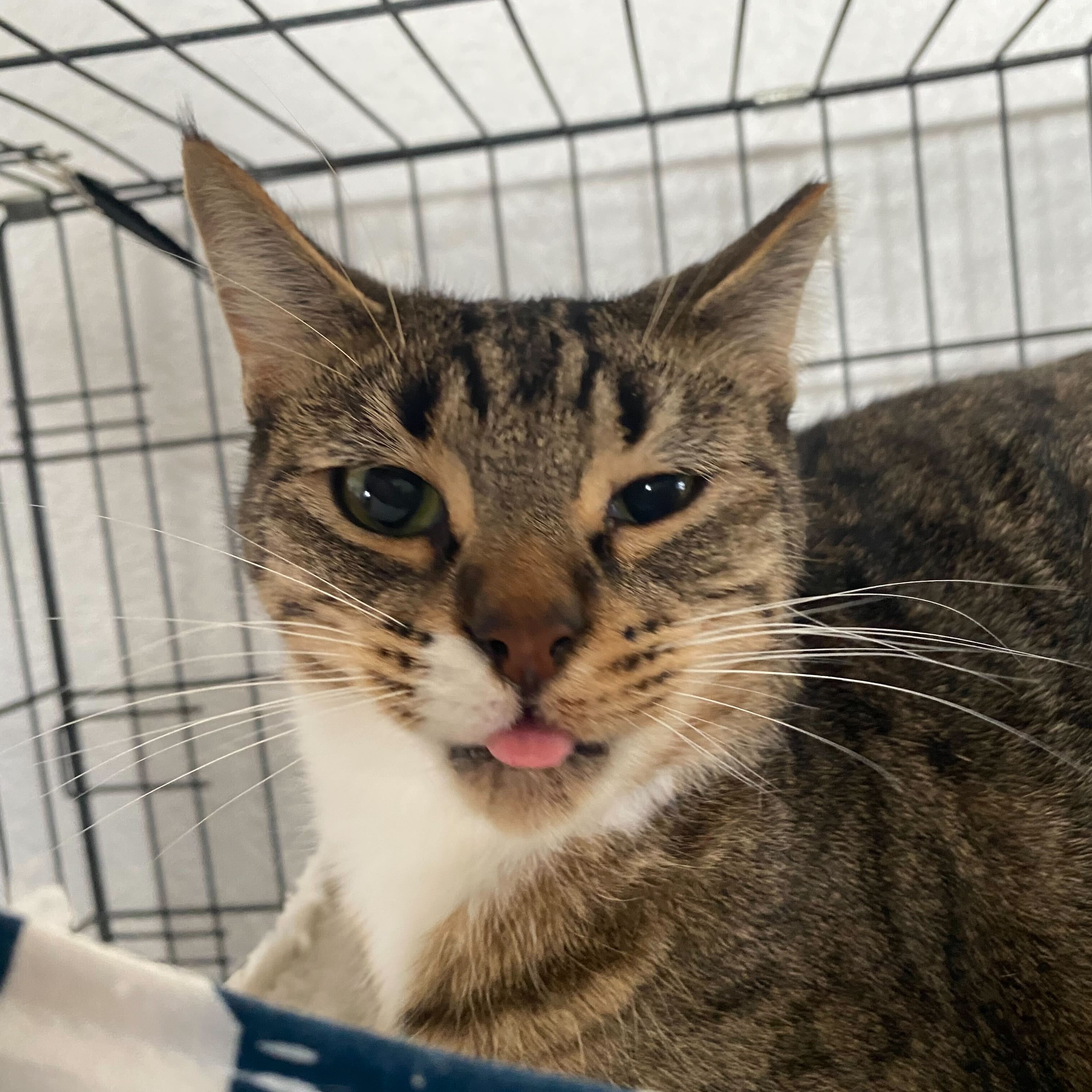 Tigger, a Adoptable Tabby in Las Cruces, NM image 3/4