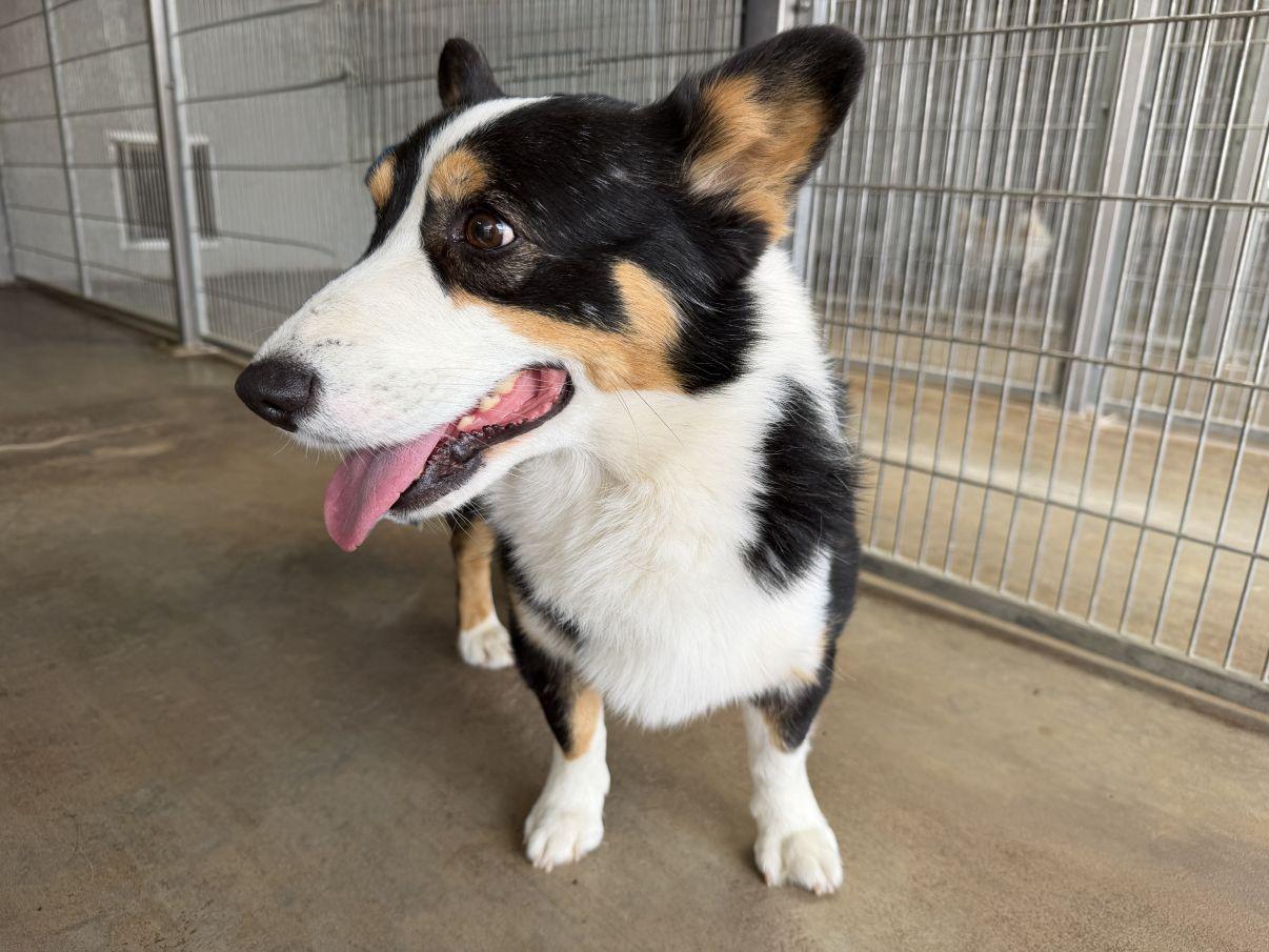 Enlarge Victor, an adopted Corgi in El Paso, TX image 6/6