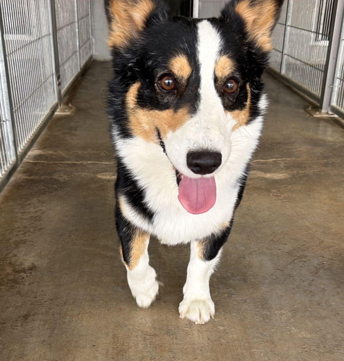 Enlarge Victor, an adopted Corgi in El Paso, TX image 4/6