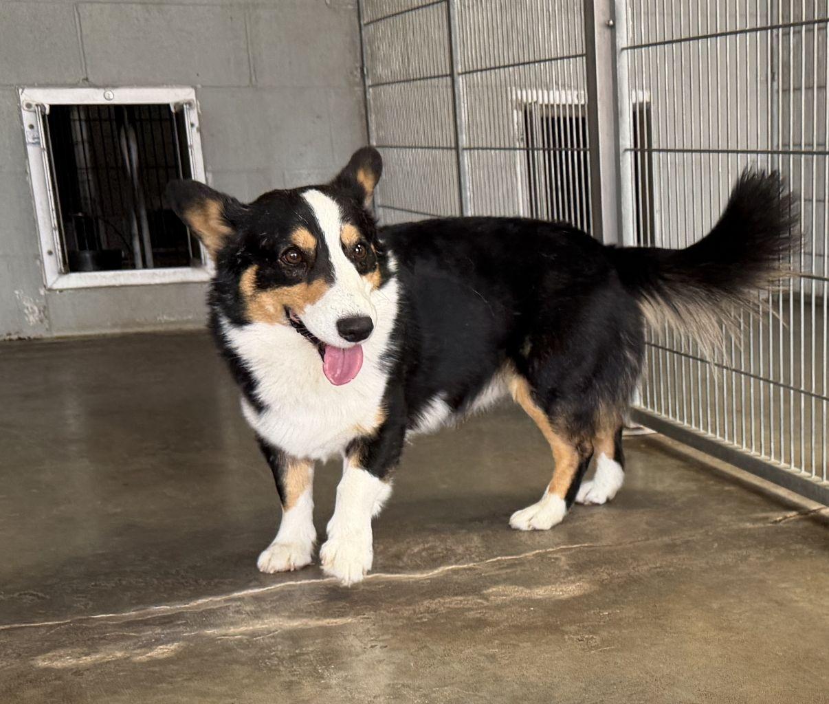 Enlarge Victor, an adopted Corgi in El Paso, TX image 3/6