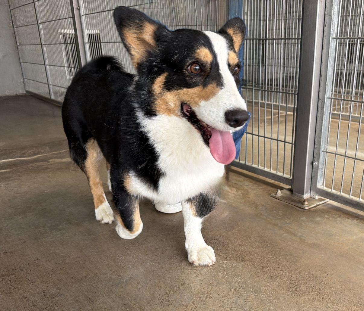 Enlarge Victor, an adopted Corgi in El Paso, TX image 2/6