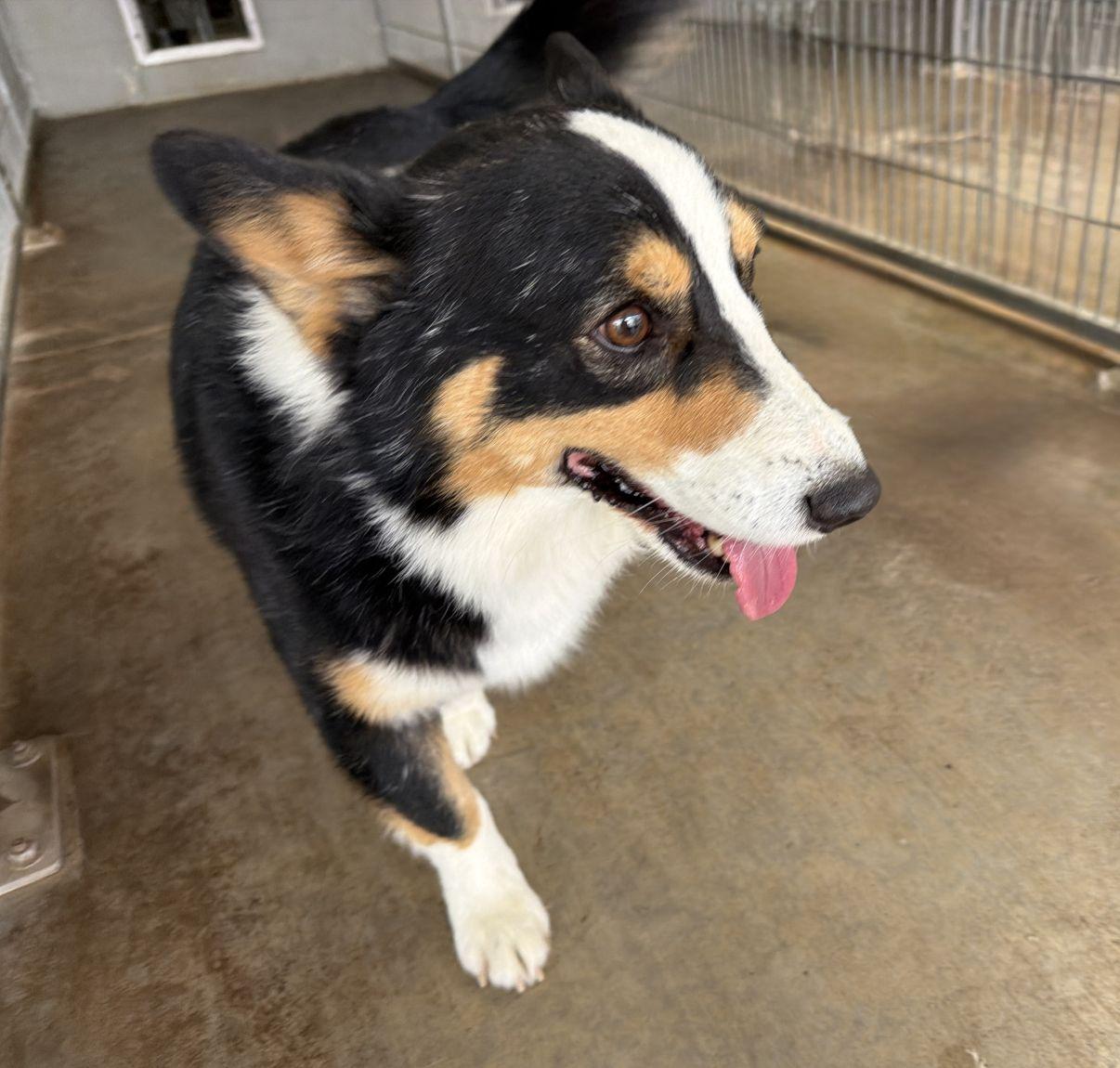 Enlarge Victor, an adopted Corgi in El Paso, TX image 5/6