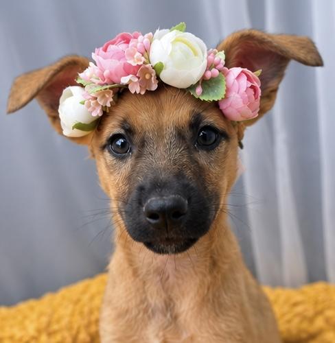 Enlarge Blossom, a Adoptable mixed breed in Southfield , MI image 3/6