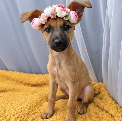 Enlarge Blossom, a Adoptable mixed breed in Southfield , MI image 5/6