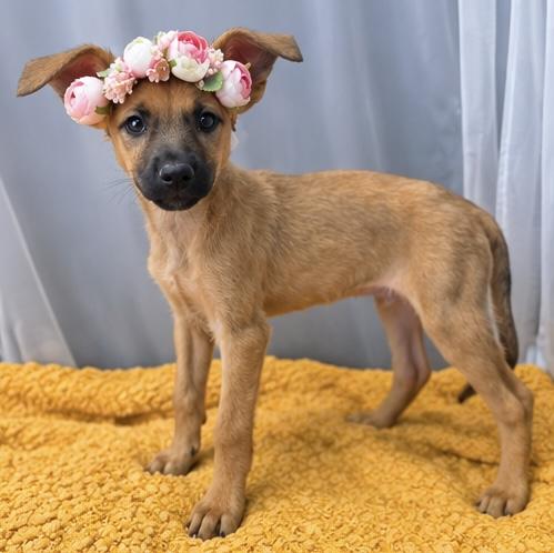 Enlarge Blossom, a Adoptable mixed breed in Southfield , MI image 4/6
