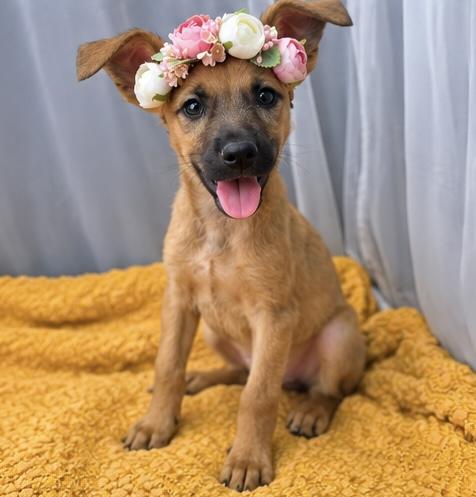 Blossom, Adoptable, Puppy Female German Shepherd Dog.