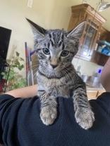 Remy, an adoptable Domestic Short Hair in El Reno, OK, 73036 | Photo Image 1