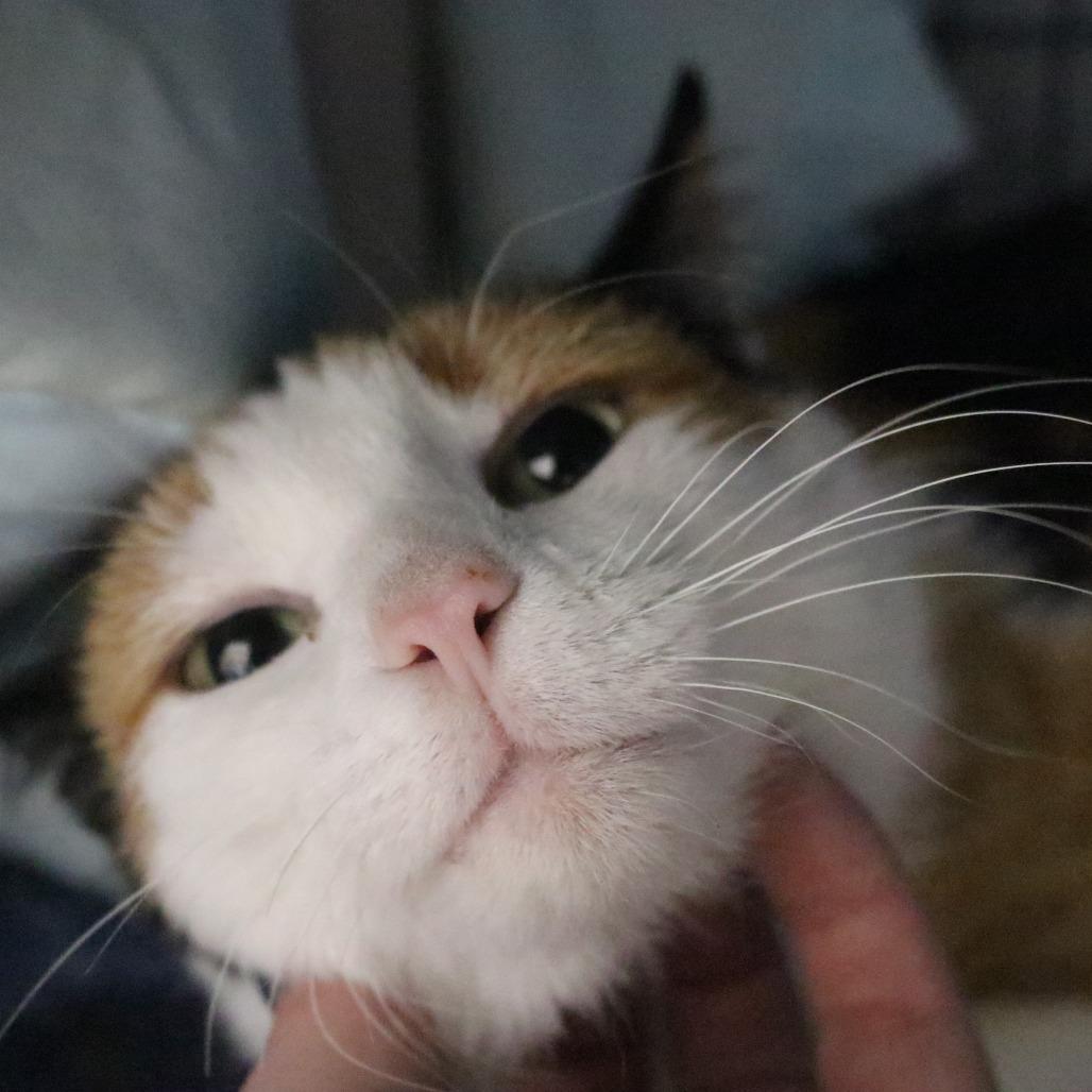 Candy, Adoptable, Adult Female Domestic Short Hair.