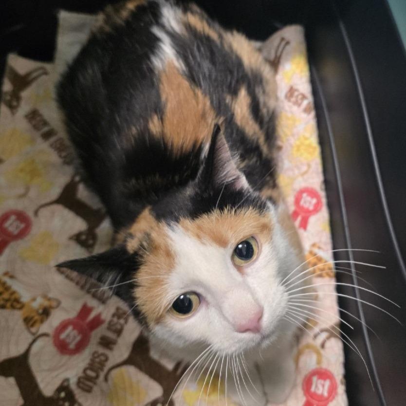 Candy, a Adoptable Domestic Short Hair in Saint Cloud, MN image 1/2