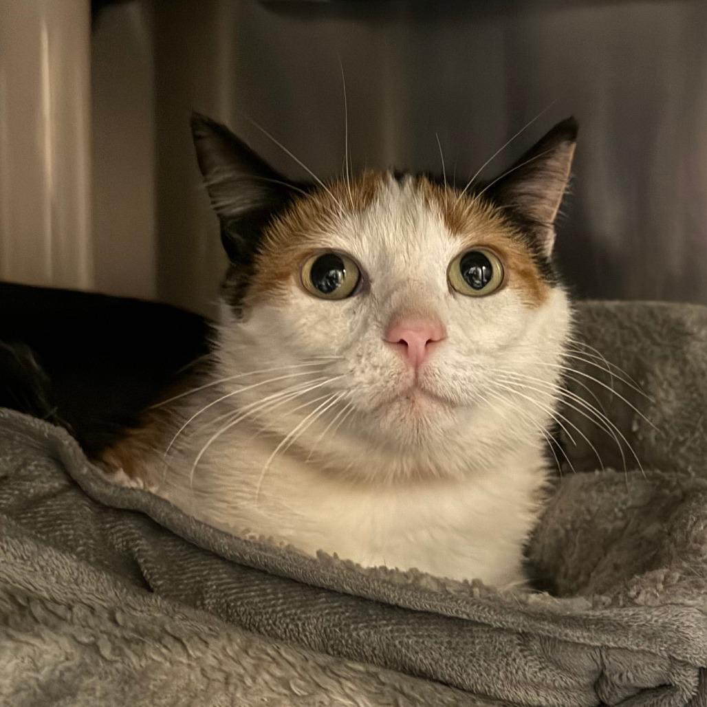 Candy, a Adoptable Domestic Short Hair in Saint Cloud, MN image 2/2