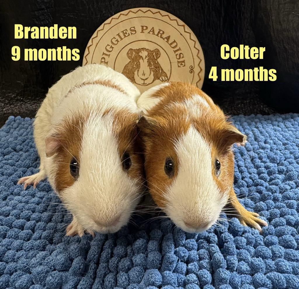 Enlarge Branden & Colter, a Adoptable Short-Haired in Red Oak, IA image 1/1