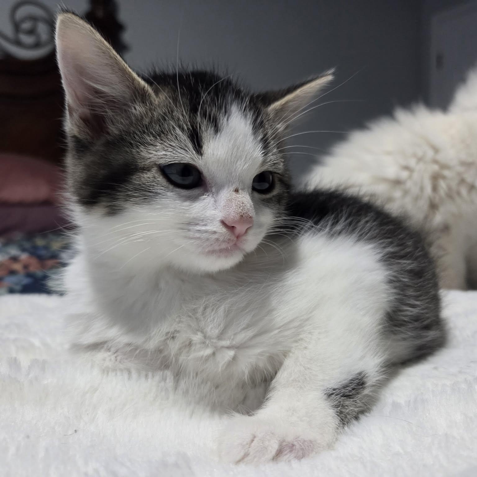 Enlarge FLUFF, a ADOPTABLE Domestic Medium Hair in Loveland, CO image 6/6