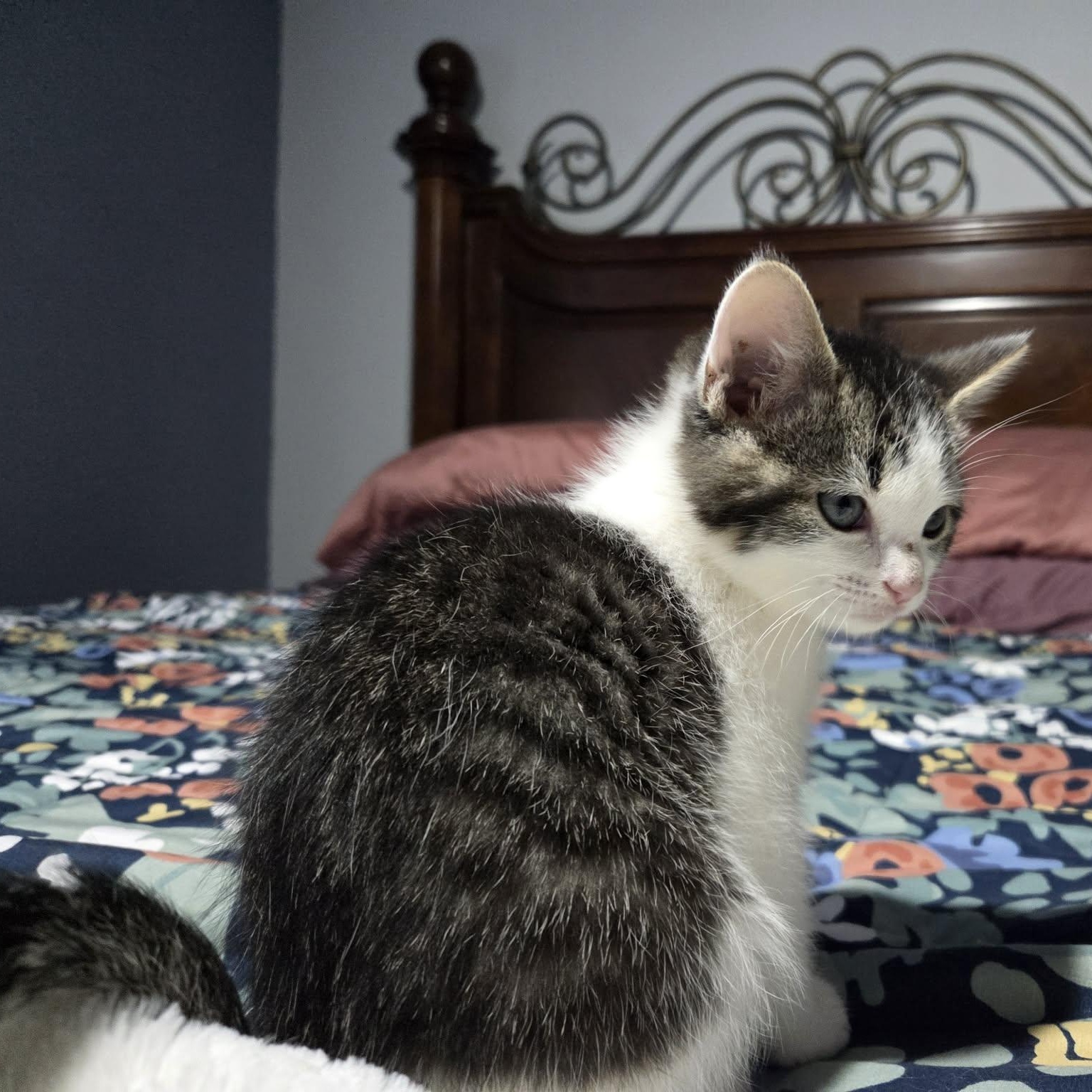 Enlarge FLUFF, a ADOPTABLE Domestic Medium Hair in Loveland, CO image 2/6