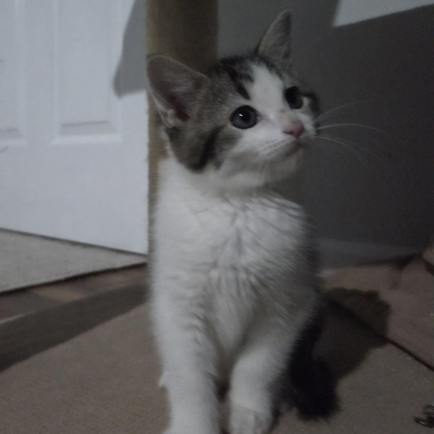 FLUFF, ADOPTABLE, Kitten Male Domestic Medium Hair.