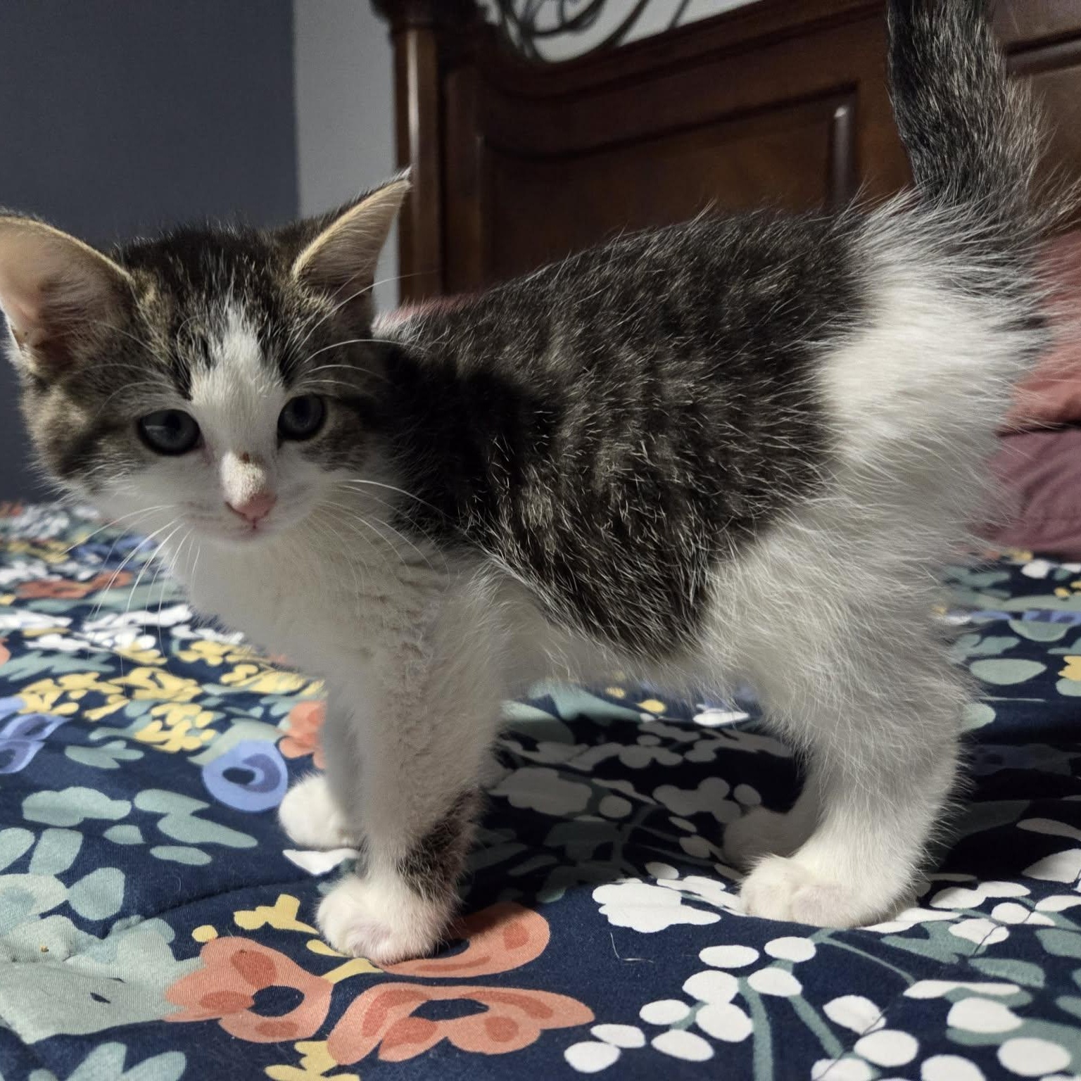 Enlarge FLUFF, a ADOPTABLE Domestic Medium Hair in Loveland, CO image 4/6