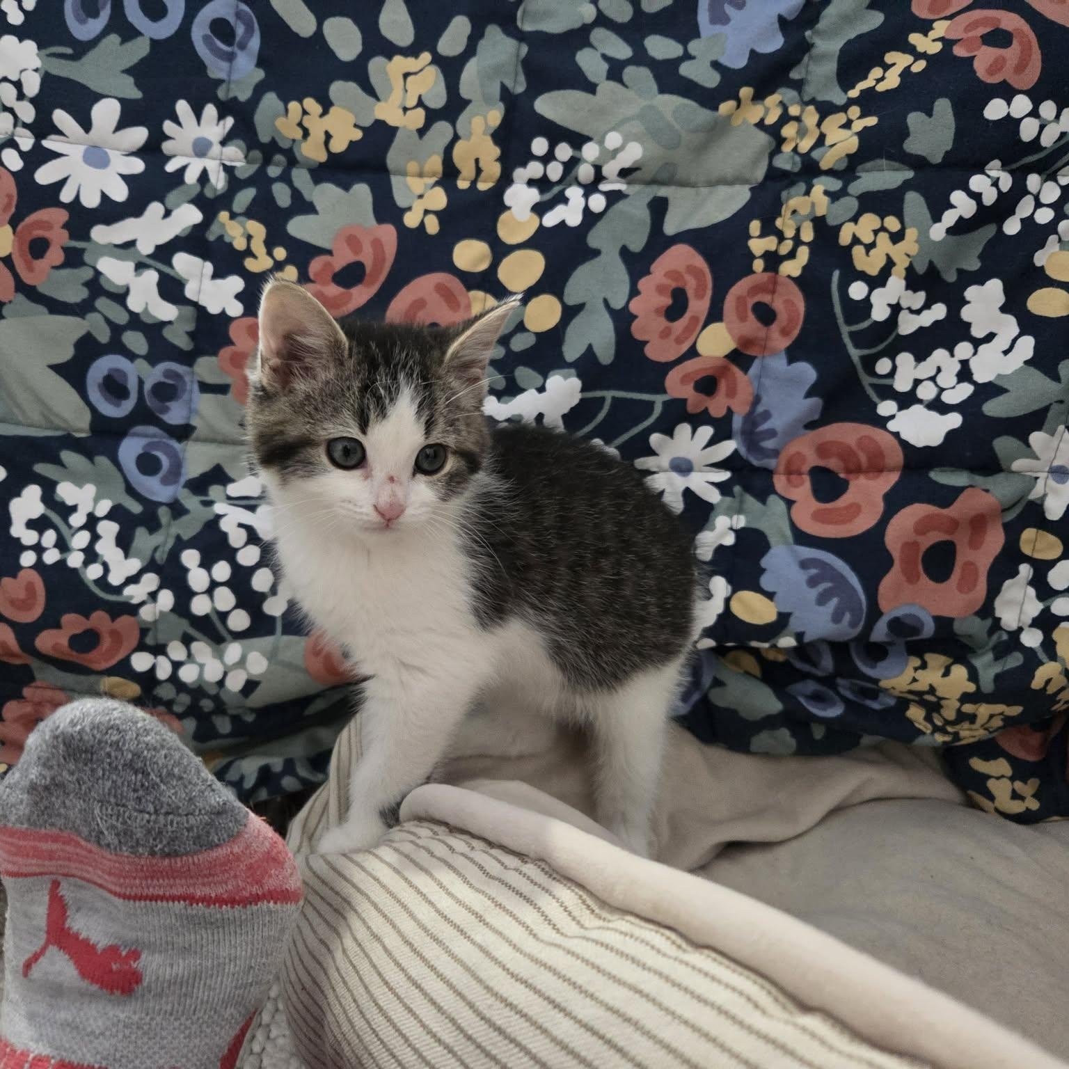 Enlarge FLUFF, a ADOPTABLE Domestic Medium Hair in Loveland, CO image 3/6