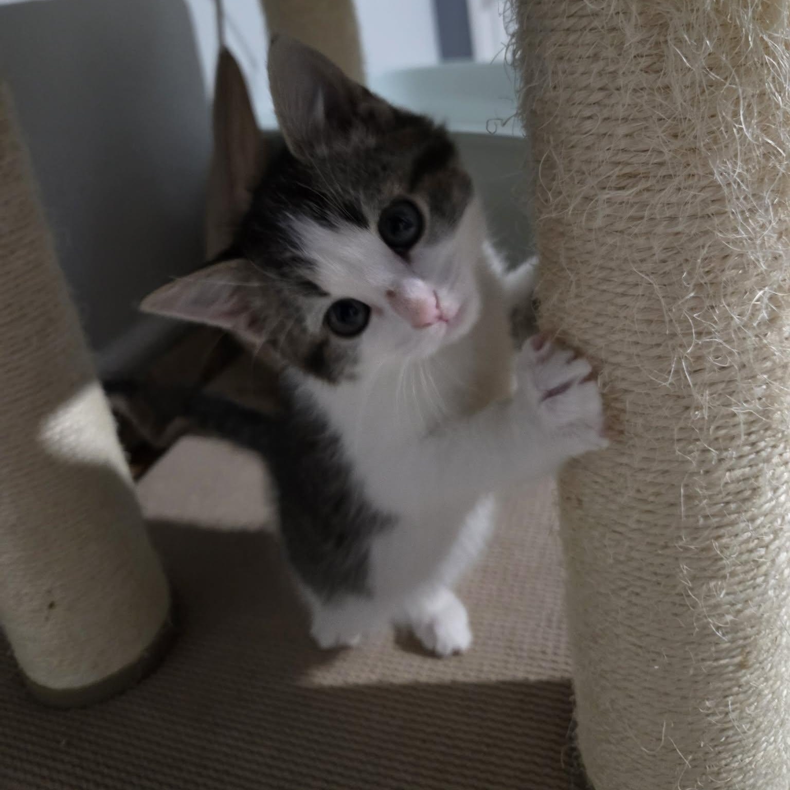 Enlarge FLUFF, a ADOPTABLE Domestic Medium Hair in Loveland, CO image 5/6