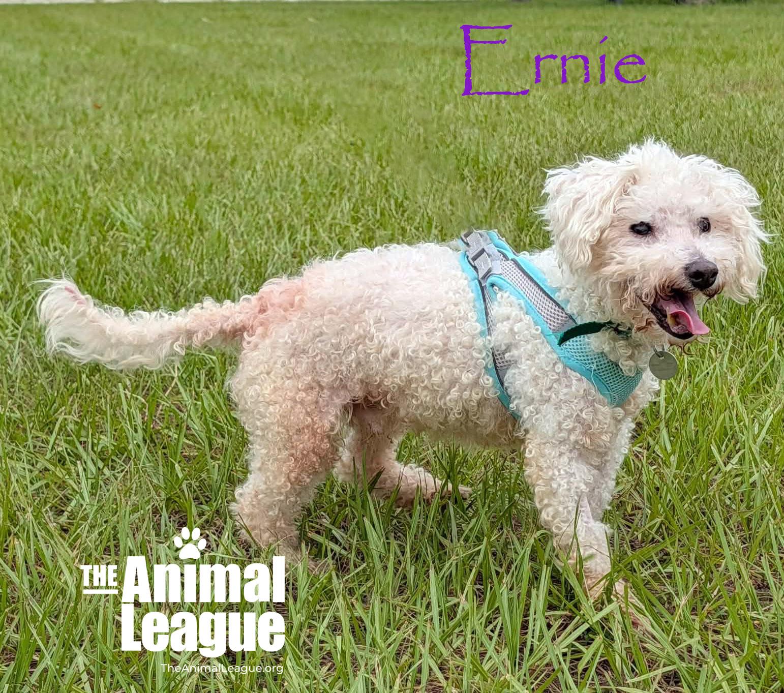 Enlarge Ernie, a Adoptable mixed breed in Groveland, FL image 2/3