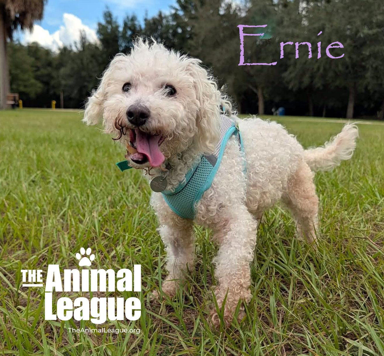 Ernie, Adoptable, Adult Male Poodle.