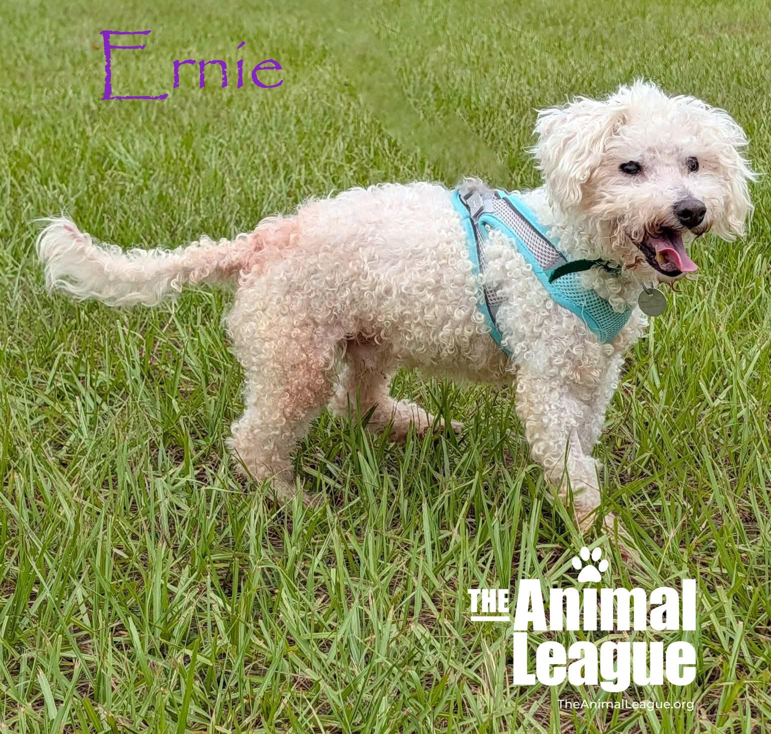 Enlarge Ernie, a Adoptable mixed breed in Groveland, FL image 3/3
