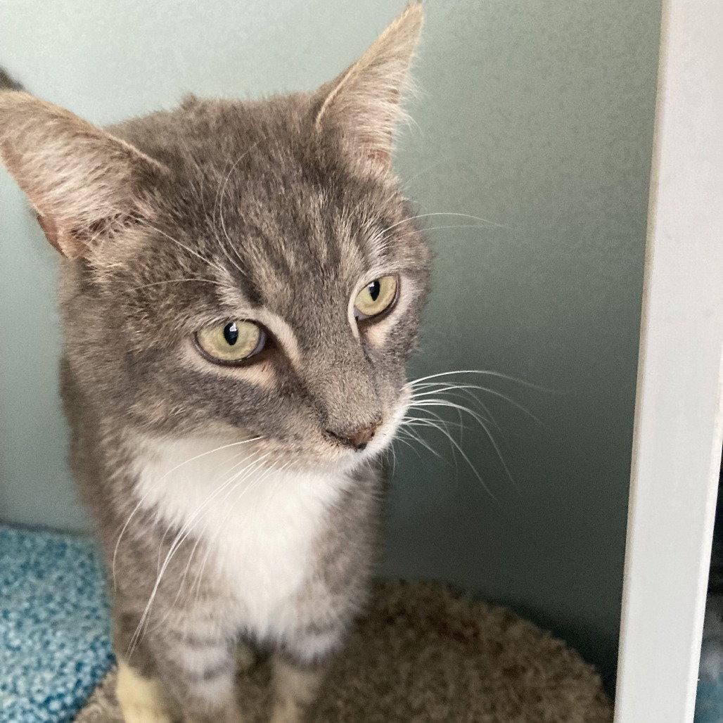 Enlarge Felix, a Adoptable Domestic Short Hair in New Castle, DE image 1/2