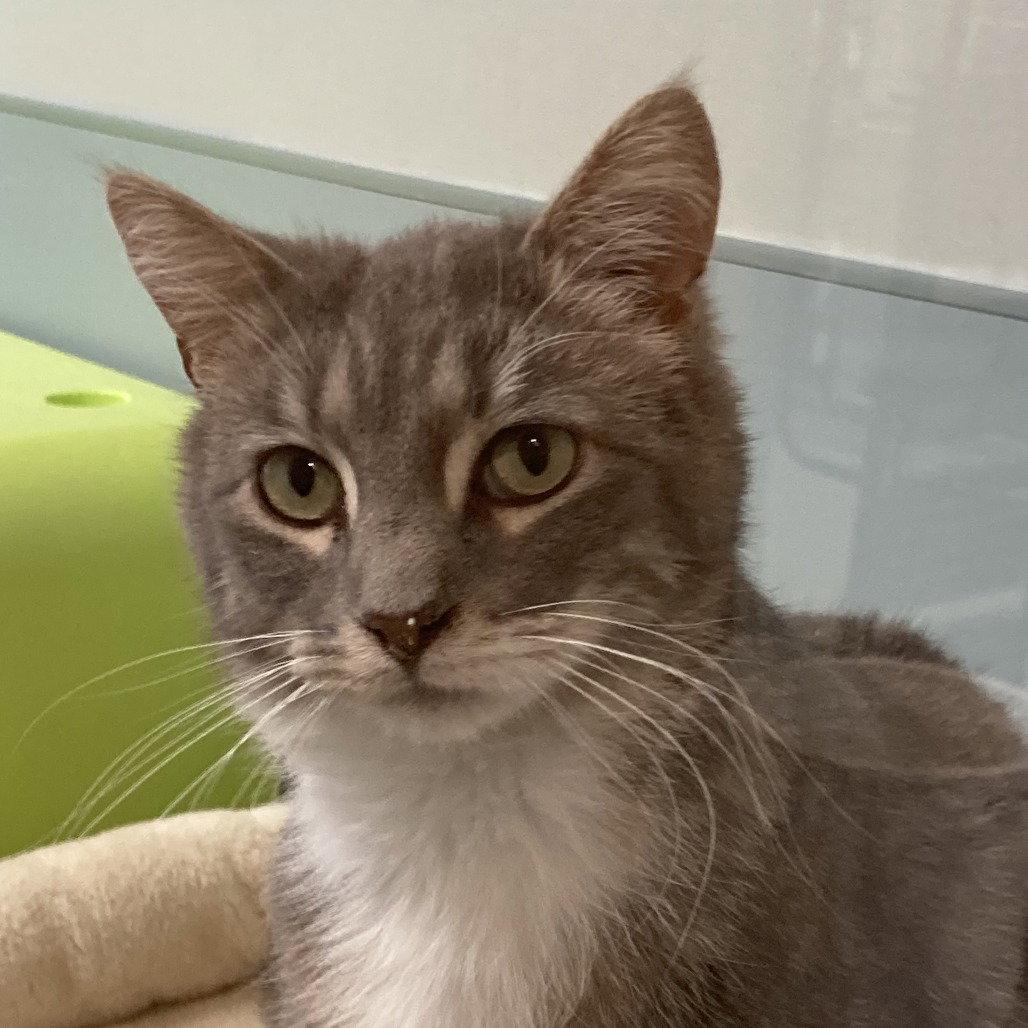 Enlarge Felix, a Adoptable Domestic Short Hair in New Castle, DE image 2/2