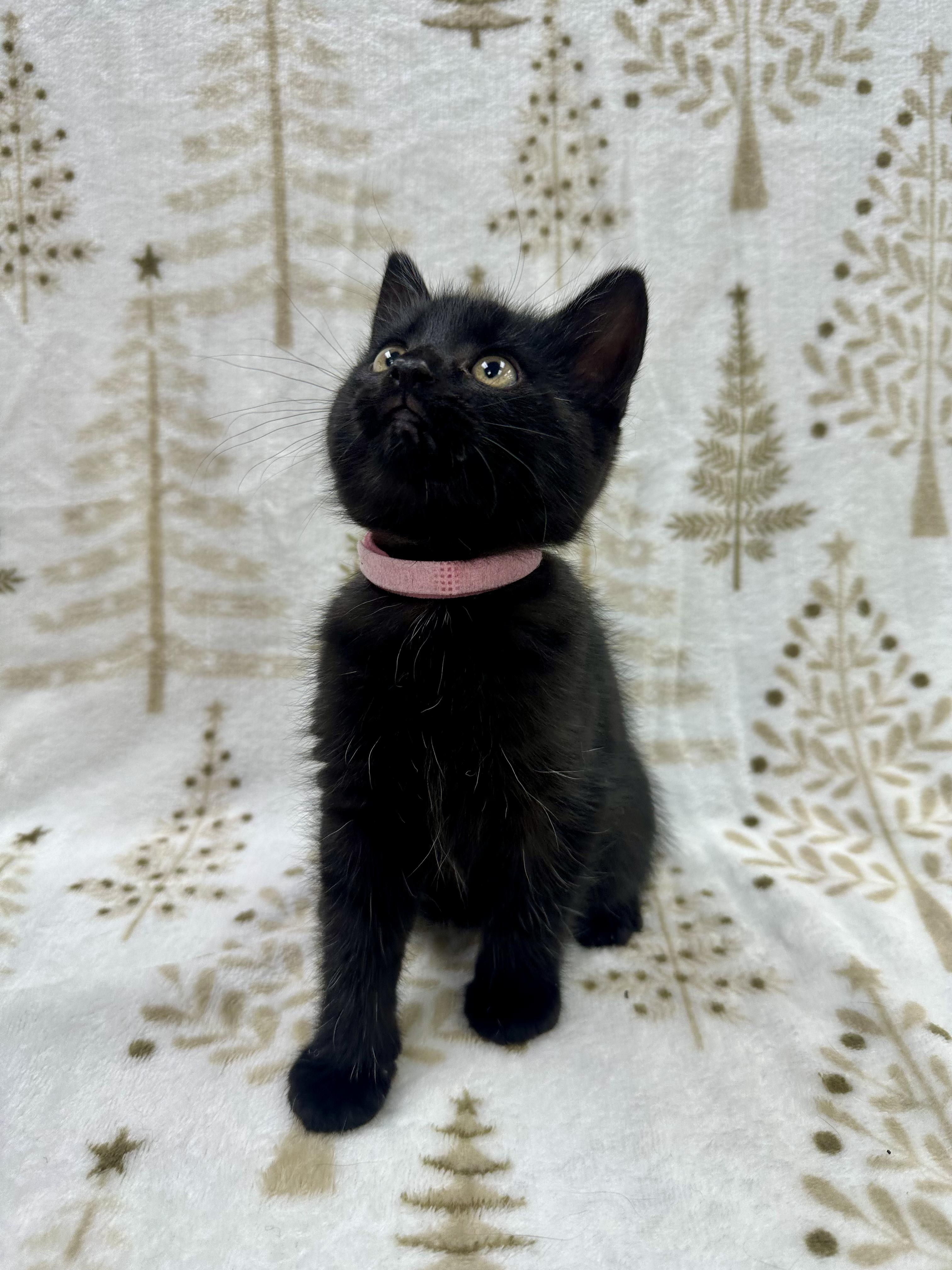 Enlarge Dori, a Adoptable Domestic Short Hair in Columbus, OH image 2/6