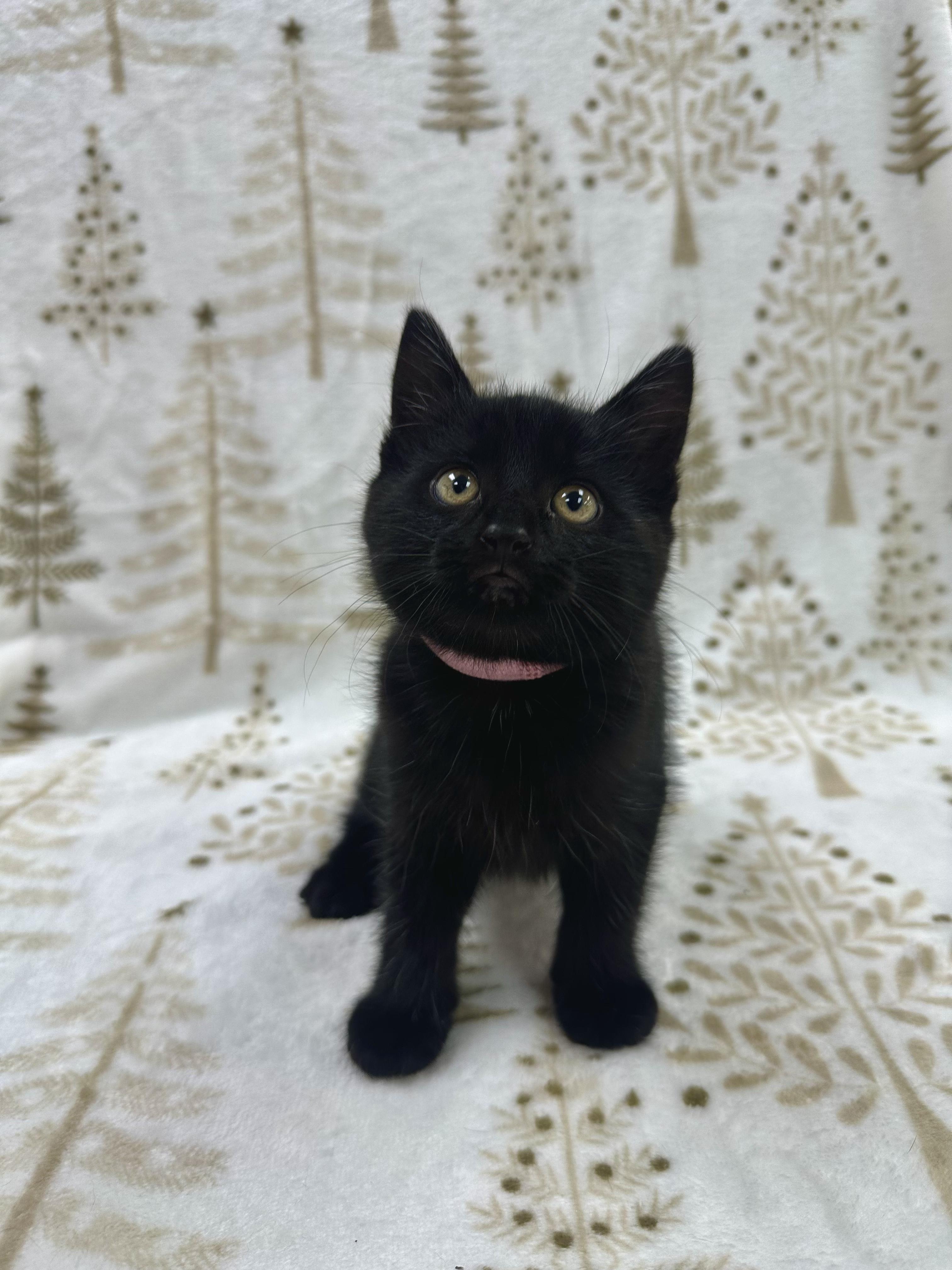 Enlarge Dori, a Adoptable Domestic Short Hair in Columbus, OH image 3/6