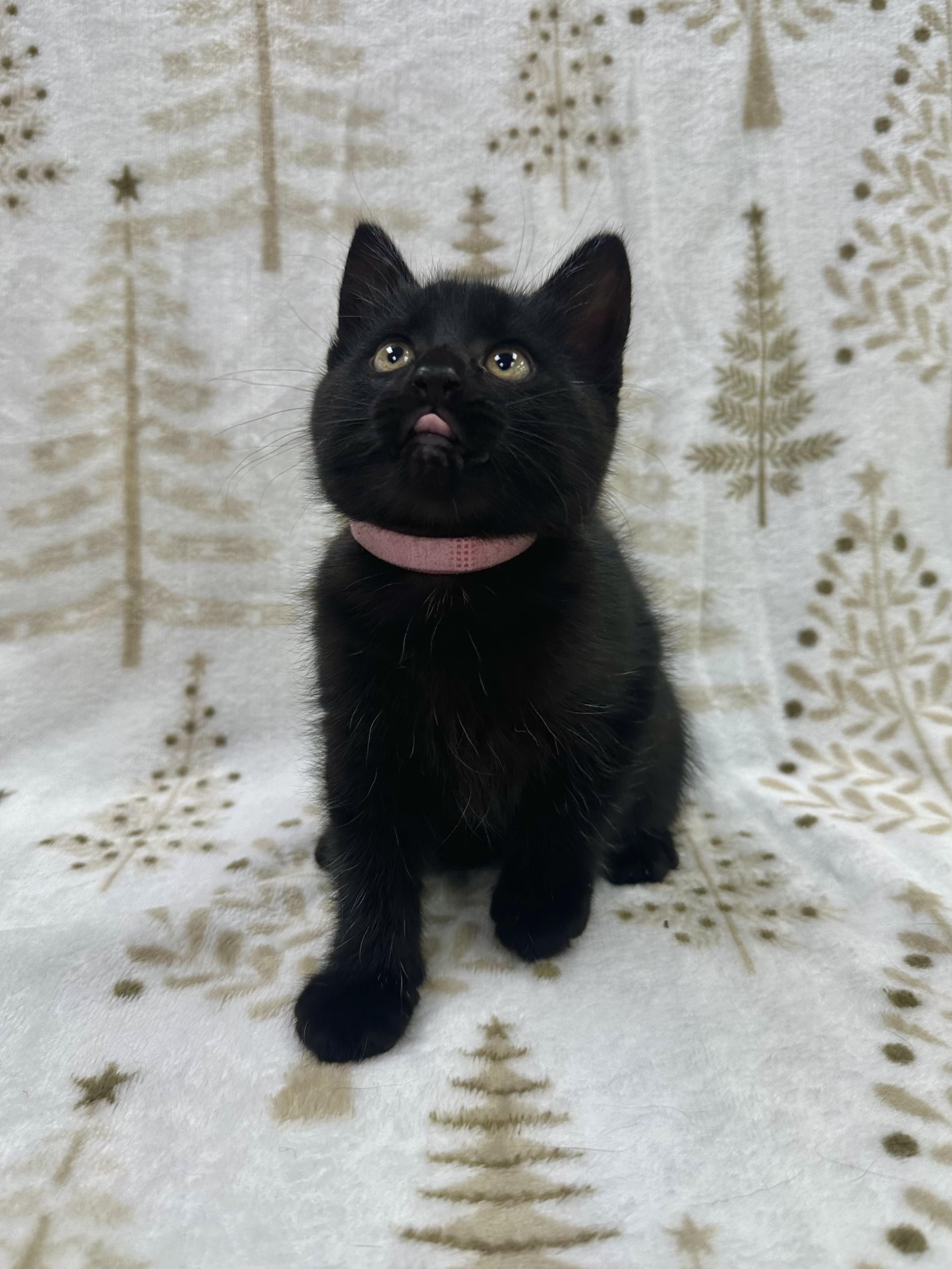 Enlarge Dori, a Adoptable Domestic Short Hair in Columbus, OH image 4/6